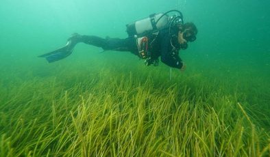 İki yeni deniz çayırı alanı keşfedildi