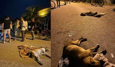 İzmir’de 6 köpek zehirlenerek öldürüldü