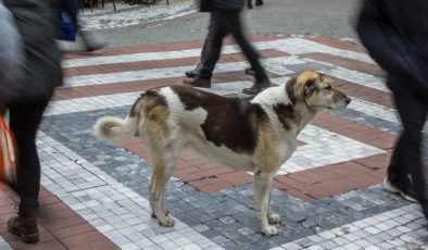 Sokak hayvanları krizi AB’nin de gündeminde